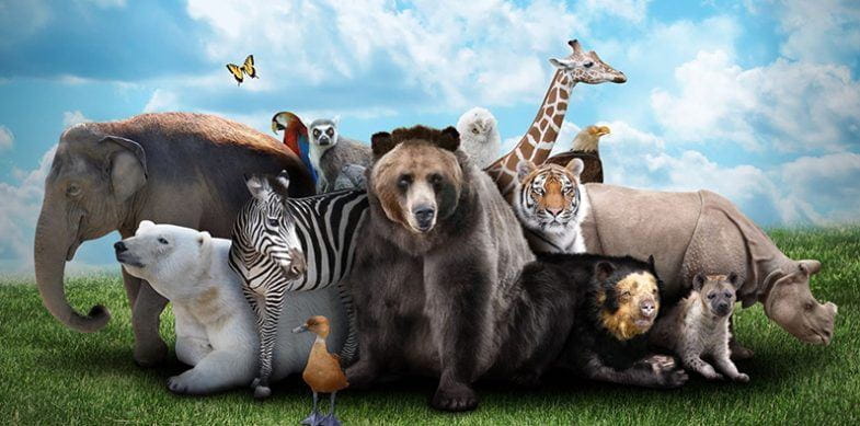As 10 melhores slots com tema de animais