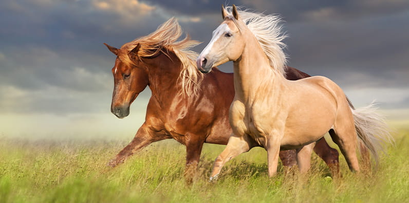 O Cavalo é um dos Animais da Sorte Mais Populares do Mundo