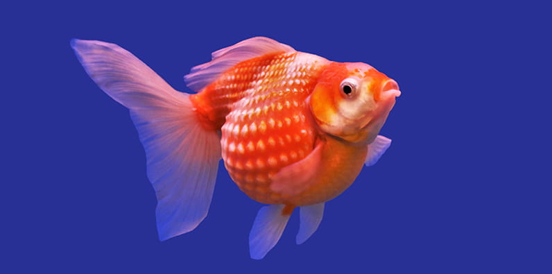 O Peixe-dourado é um Símbolo da Sorte na Cultura Eslava e Chinesa