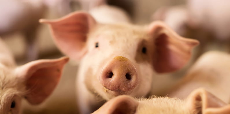 O Porco é um Símbolo da Sorte na China