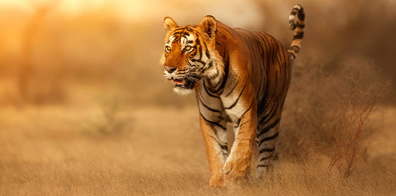 O Tigre é um dos Principais Animais da Sorte na China