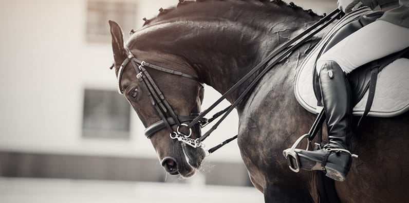 Adios, o Famoso Cavalo de Corrida de Meadows